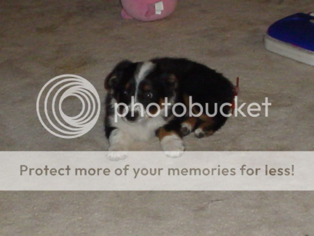 puppypics066.jpg