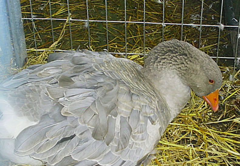 goslings298-1.jpg