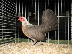 Waassekriel_Zilverpatrijs_hen.jpg
