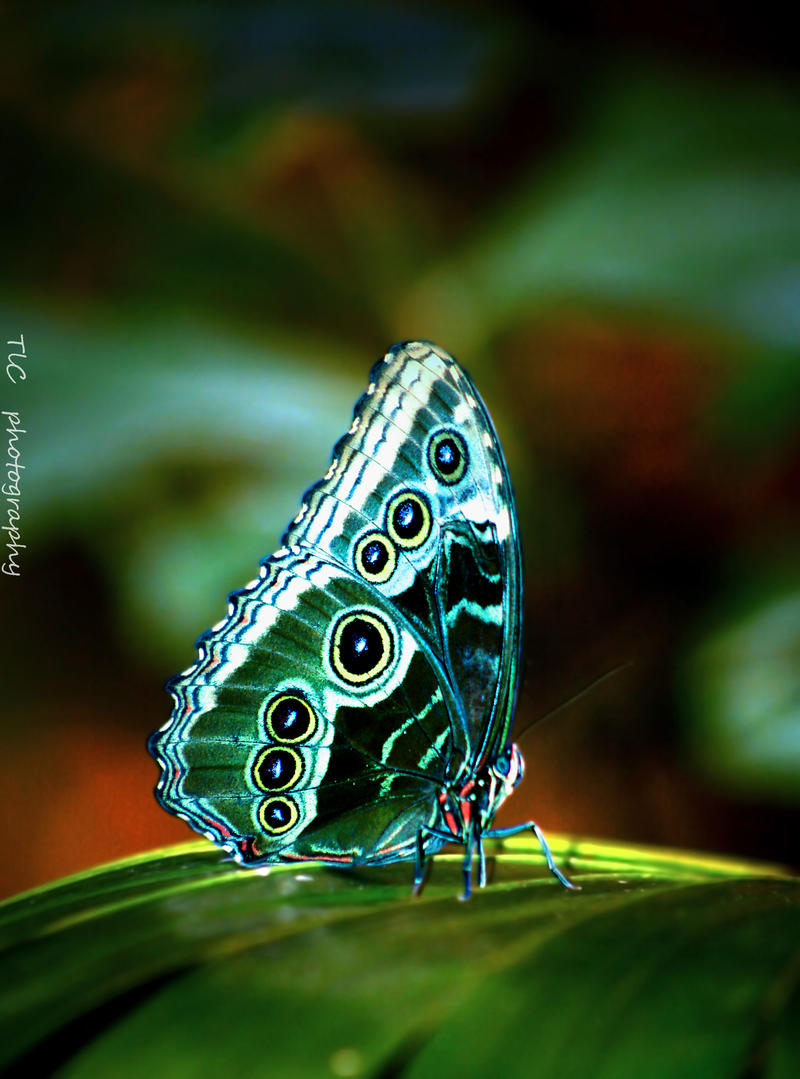 beautiful_butterfly_by_tlcphotography730-d60c5vf.jpg