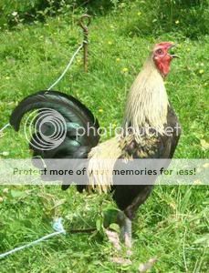 GoldenCrow.jpg