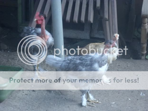 Chicks1-2.jpg