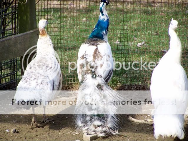 birds022-1.jpg