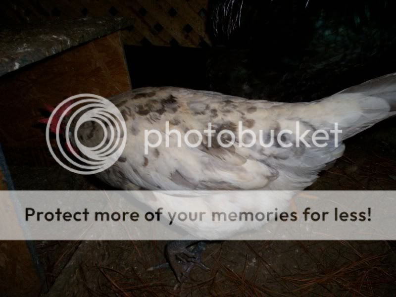 chickens4007.jpg