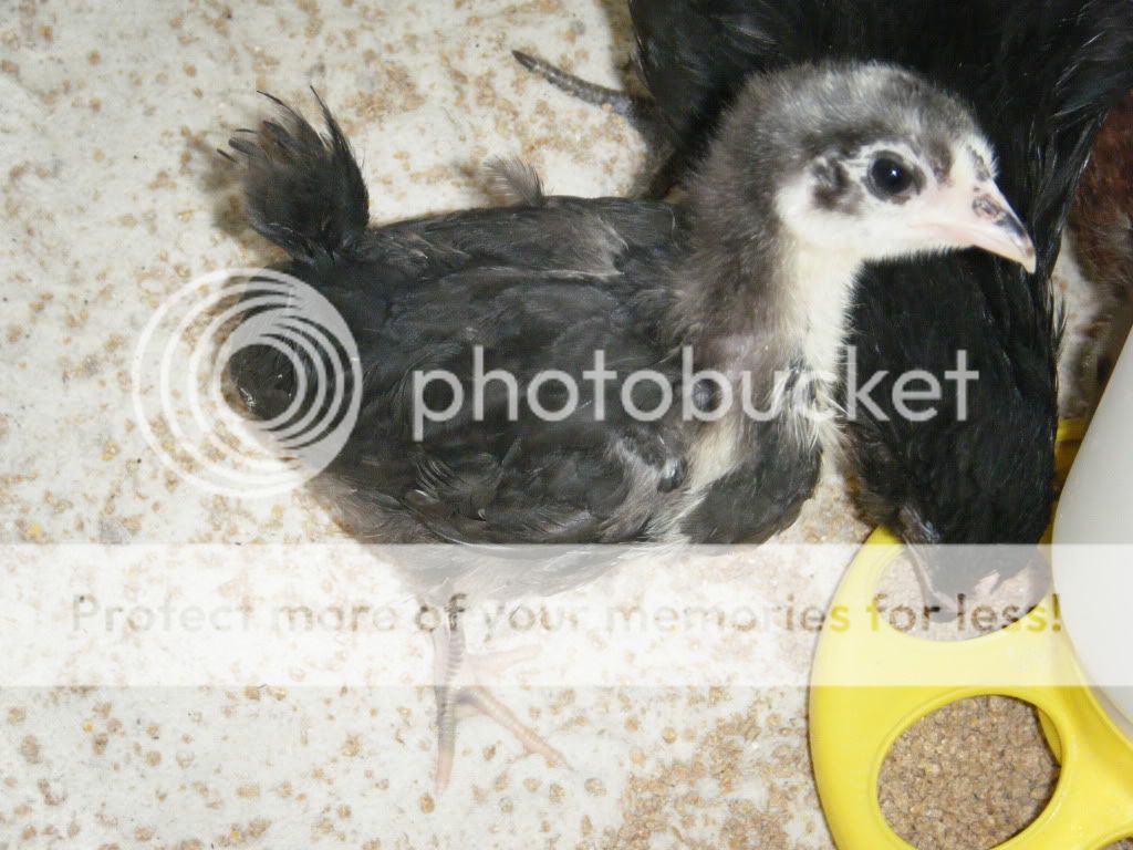 DSCF4802.jpg