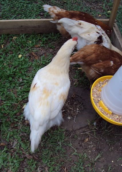 chook2d.jpg