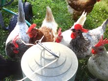 chickens.jpg