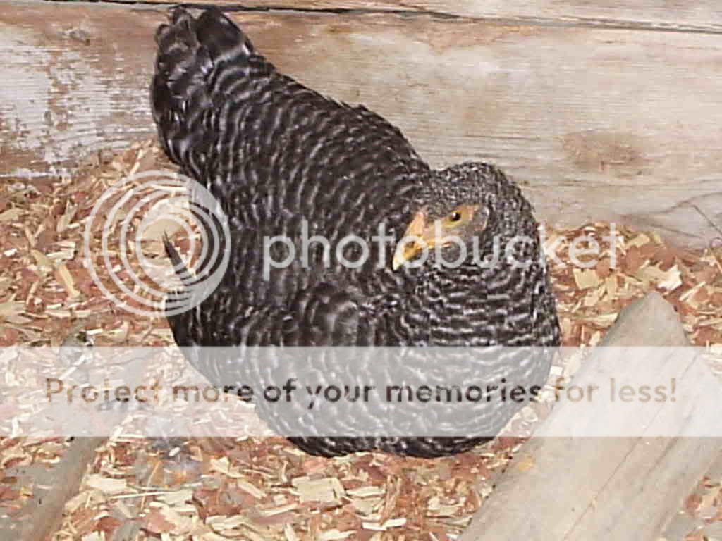 MyPictures029.jpg