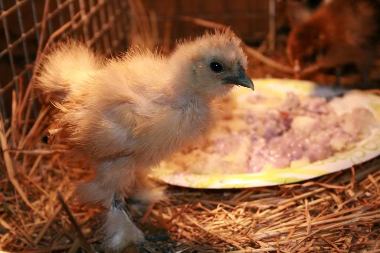 GenderBuffSilkie.jpg
