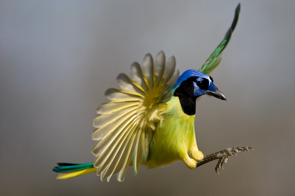 _U8Z8738_Green_Jay_in_Flight.jpg