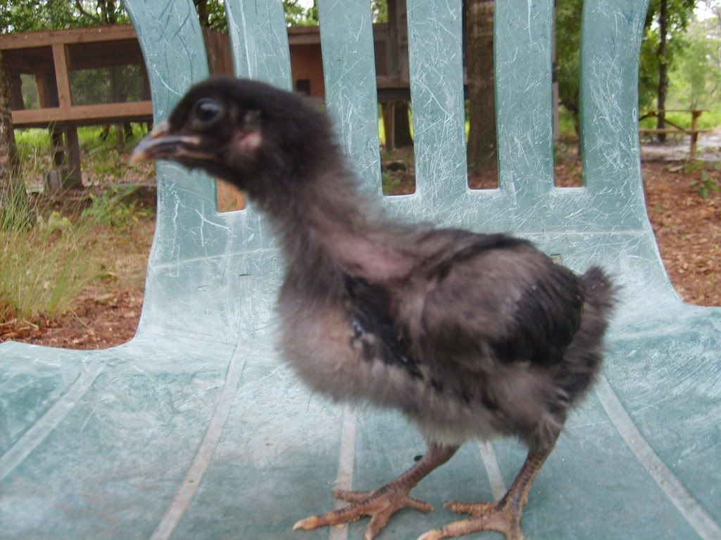 Raven1.jpg