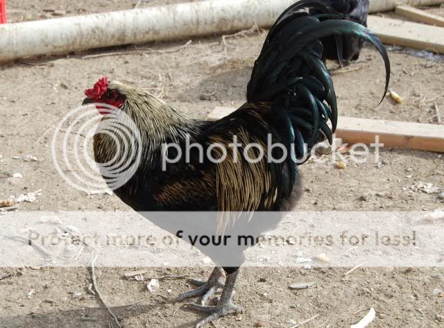araucana2013.jpg