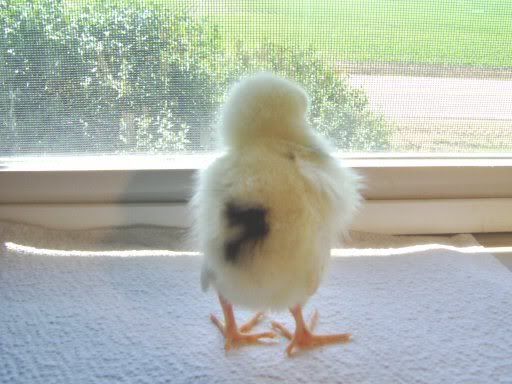 fancychicks1dayold038.jpg