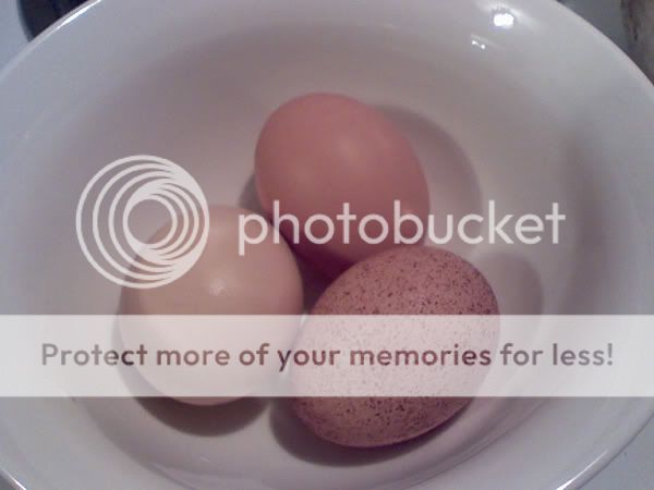 speckledegg2.jpg