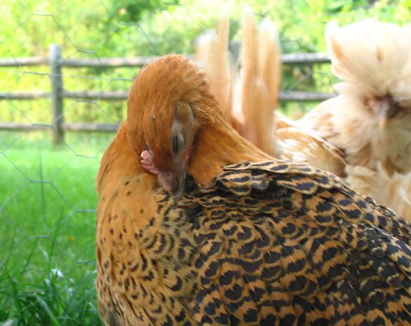 golden-campine-preening.jpg