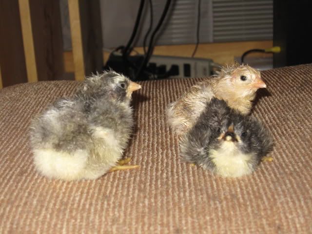 chickiesnumber2011.jpg