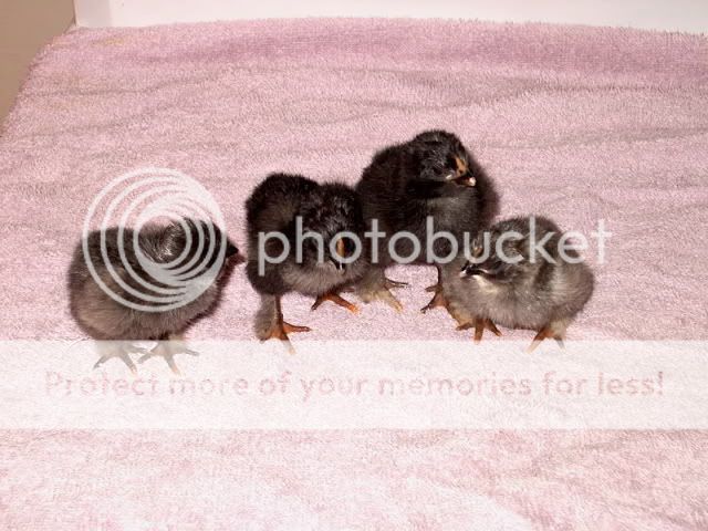 silverbabies1.jpg