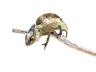 buy-sailfin-chameleon.jpg