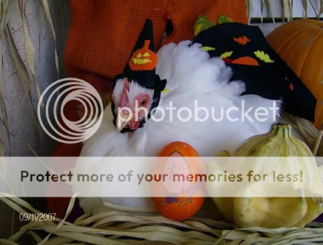 HalloweenChicken029-1.jpg