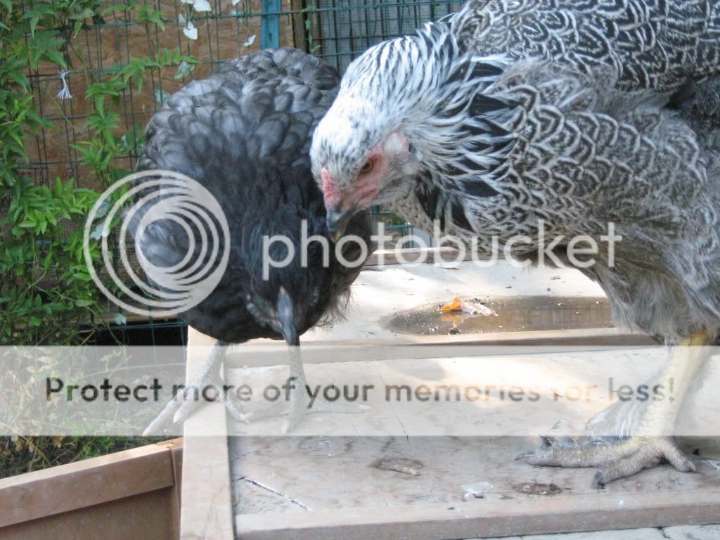 NewChickensAugust8th2010016.jpg