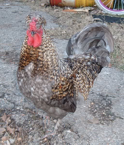 UrbanFeatheredBantam.jpg