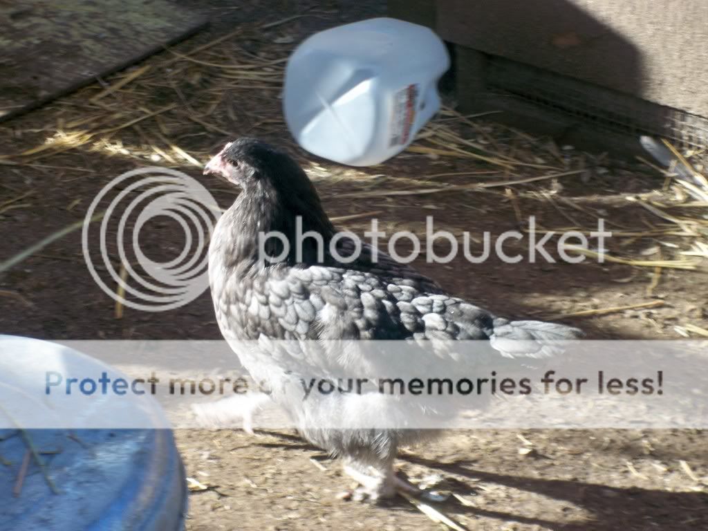 Hen.jpg