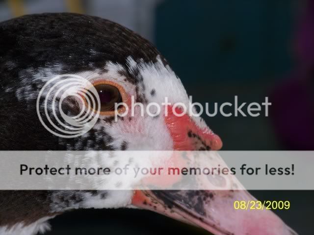 unnamedduck3.jpg