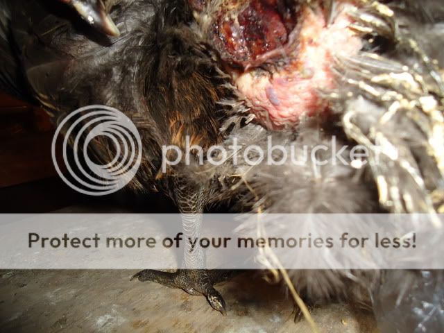 peckedBSL002.jpg