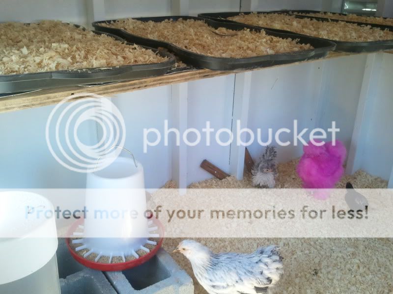 2011-03-13123845.jpg
