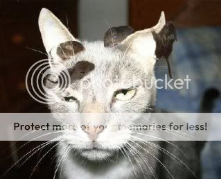 CatandMice.jpg