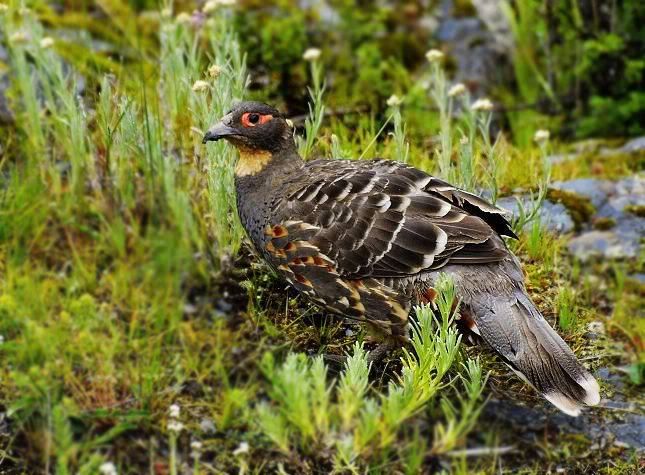 monal_partridge0240a.jpg