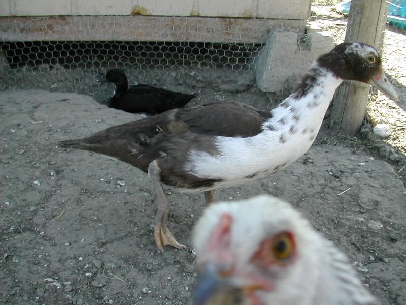 DSCN2638.jpg