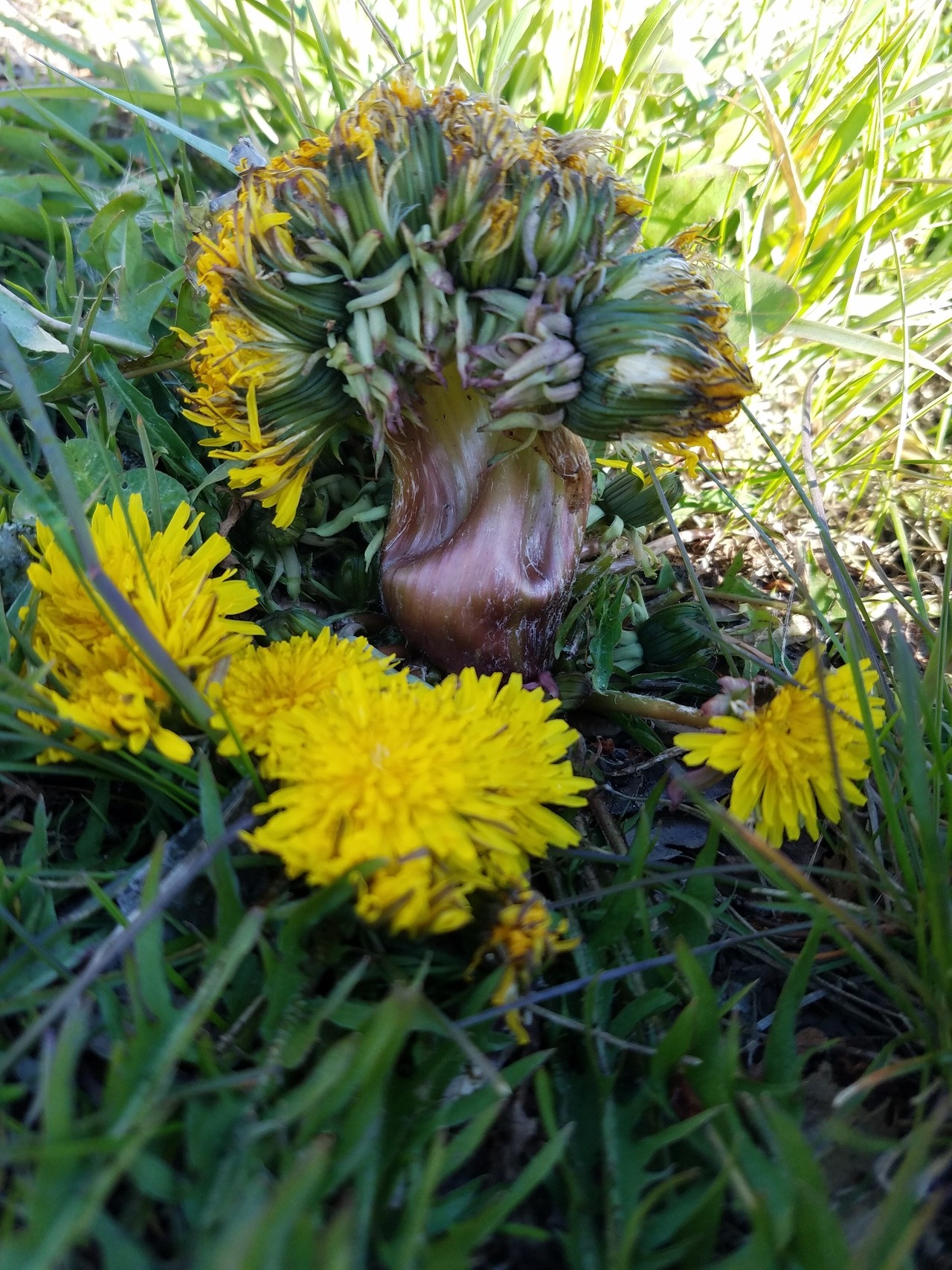 Botany Shitposting — Found this near work today. Mega Dandelion...