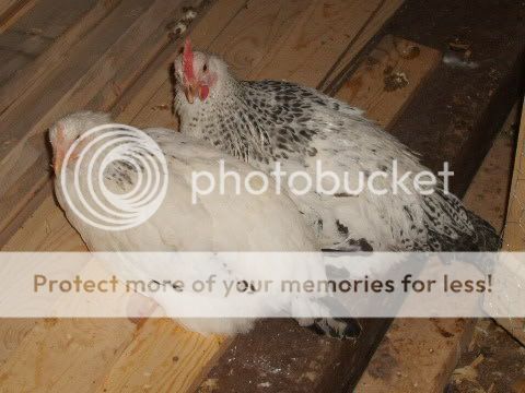 flock2-18-10113.jpg