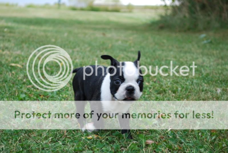 puppies049.jpg