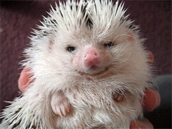tumblr_mg0muqPdMb1rvuefeo1_250.gif