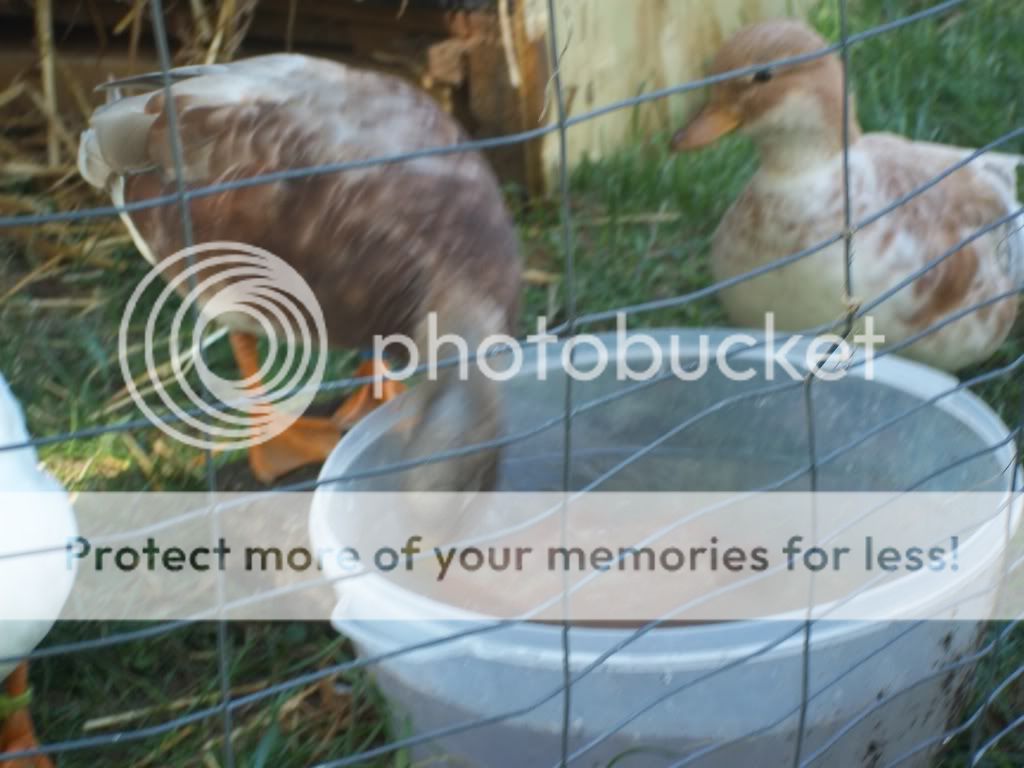 CallDucks031.jpg