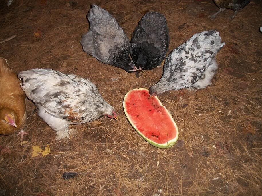 Cochins.jpg