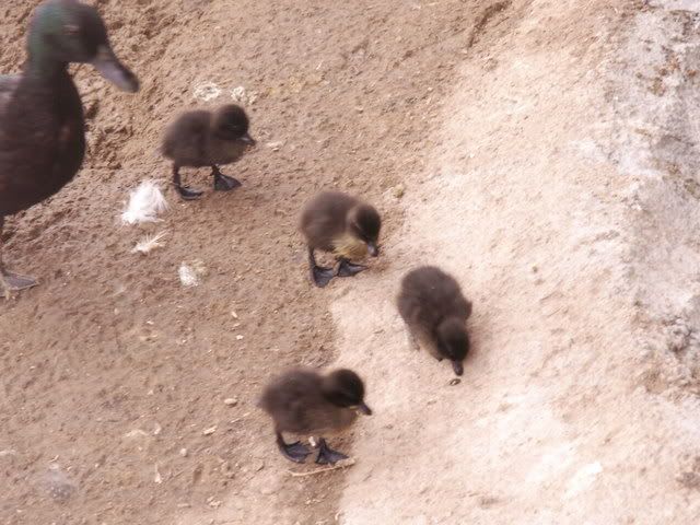 ducklings08020.jpg