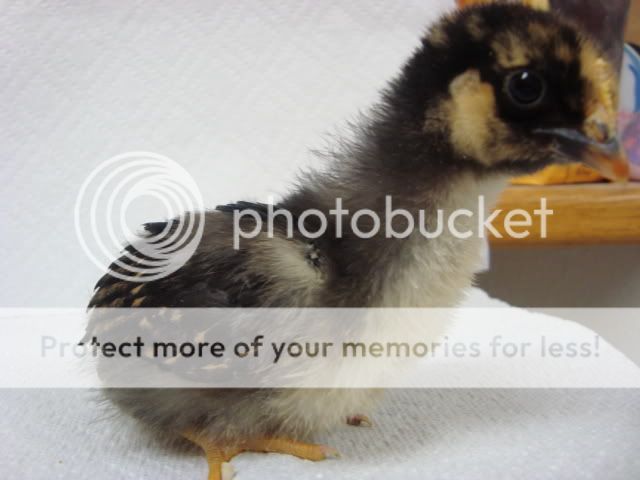 DSC01305.jpg