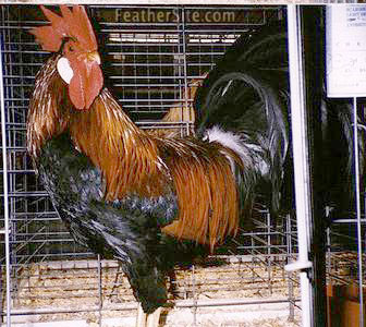 BrLegCock.JPEG