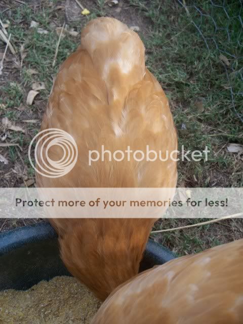 100_6502.jpg