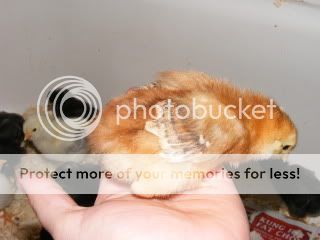 chicks016.jpg