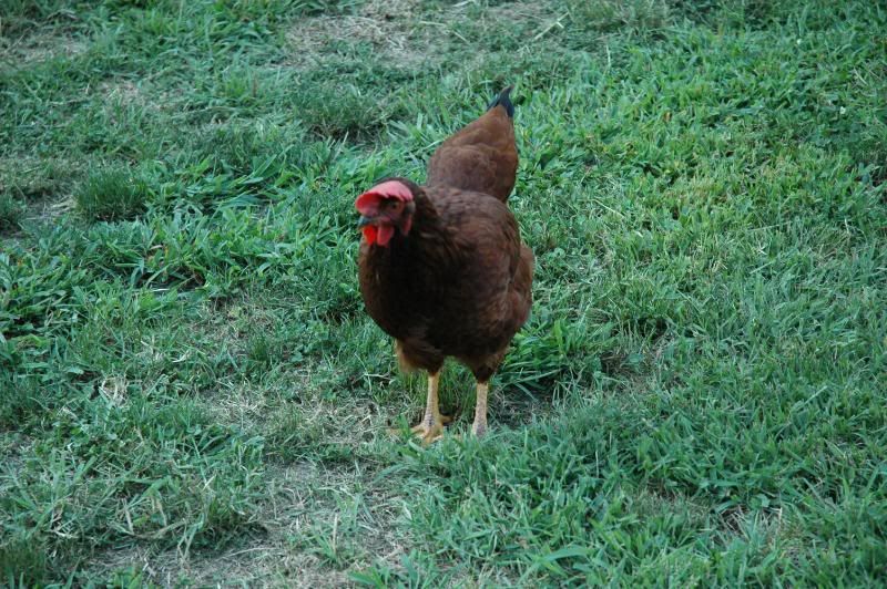bigred.jpg