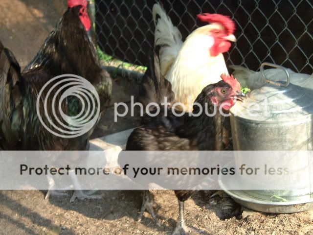 chickens018-1.jpg