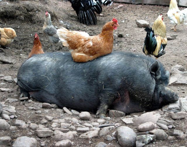 chicken-chilling-on-a-pig.jpg