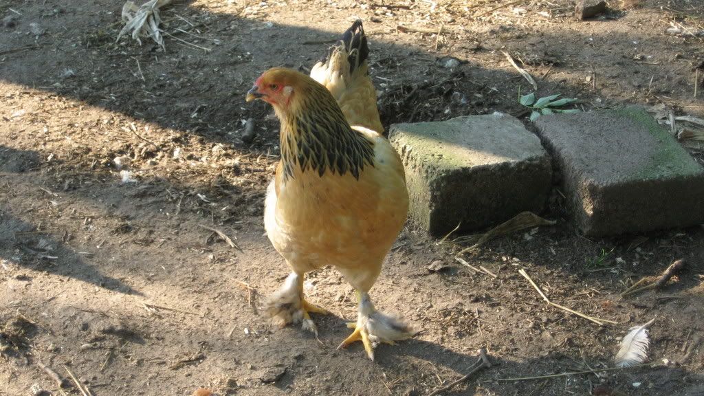 IncomingChicken015.jpg