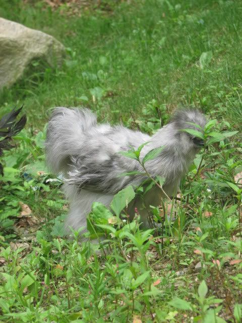 silkies084.jpg
