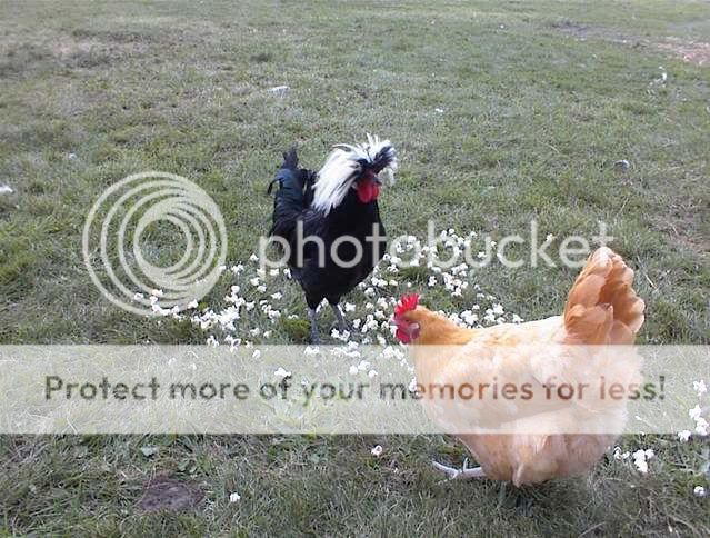 camera2007537.jpg