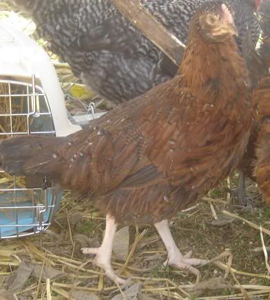pullet3.jpg